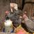 Chick pullet /chicken flock Barred Rock Chickens 5 thumbnail