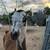 Two male llamas 5 thumbnail