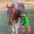Senior retired pinto roping horse gelding up for adoption 6 thumbnail