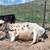 Purebred Normande Milk Cow 3 thumbnail
