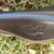 Like Brand New BROOKS B-17 CHAMPION SPECIAL GOLD EDITION SADDLE 9 thumbnail
