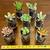 Assorted Unique Succulents in Glass Pedestal Planters 2 thumbnail