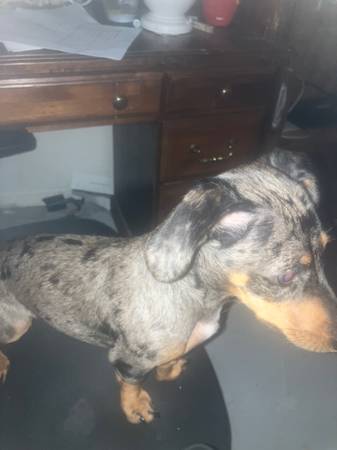 Rehoming 11 m female blue brindle dashshund (Kansas City Kansas)63623063324417123