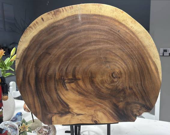 FLASH SALE: Tree Slice ARTWORK / DIVIDER 1