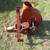 Tractor Mounted Leaf/Grass Bagging 1 thumbnail