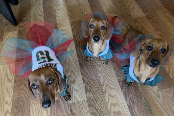 LOST wiener dogs dachshund (Chula Vista)