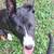 Pitsky Female for Rehome 9 thumbnail