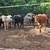 Calfs 1 thumbnail