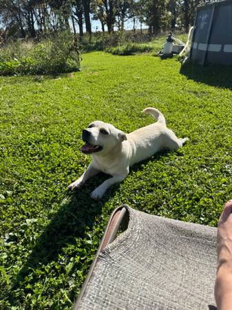 Dog 1
