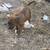 Pitbull mix 3 thumbnail