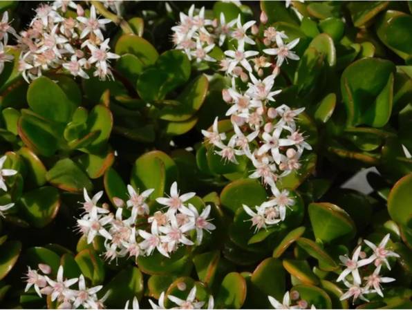 🌿 Beautiful Jade Plants for Sale! 🌿 1