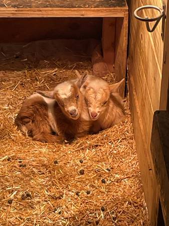 Nigerian Dwarf Bucks - intact 1