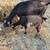 Nigerian Dwarf buck and doeling 4 thumbnail