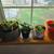 Plants 7 thumbnail