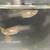 Guppies (or trade) 4 thumbnail