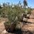 Fruitless Olive Trees for Landscape Contractors - Contractor Pricing 16 thumbnail