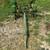 John Deere 999 2 Row Planter 1 thumbnail