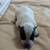 Texas Blue Heeler Puppies 2 thumbnail
