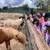 Animal Keeper At Alpine Acres Sanctuary Farm 7 thumbnail
