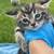9/13:1 Left! Cute Ginger, Black, Black Tortie & Tabby Kittens for Rehoming! 11 thumbnail