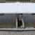 1978-88 Monte Carlo El Camino Grand Prix Regal Cutlass Malibu 7 thumbnail