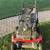 Toro Timemaster 30” Personal Pace Lawnmower with Bagger 11 thumbnail
