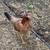 Show fowl game fowl 2 thumbnail