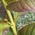 Taiwanese White Guava Fruit Tree Plant 2 thumbnail