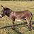 Mini jack donkey 1 thumbnail