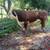 BREEDING AGE POLLED HEREFORD BULL 3 thumbnail