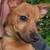 Male Chiweenie puppy 1 thumbnail