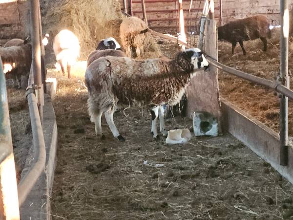 6 Yearling ewe lambs 1