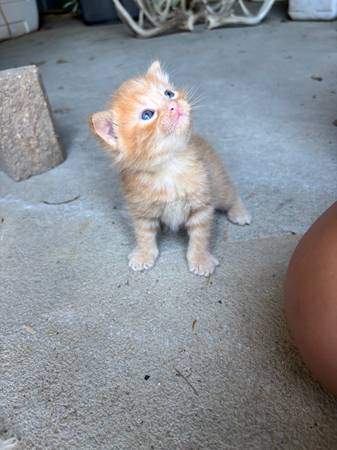 Gatito naranja macho (Pisgah Iowa)63832027832065120