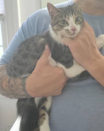 Beautiful cat in need of forever home (Louisburg)63980446257410124