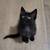 Cats "kittens" $40 rehoming fee, fee is negotiable 2 thumbnail