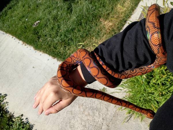 Adult female rainbow boa63761992416769120