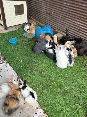 Bunnies for sale (Salisbury)63872576269571121