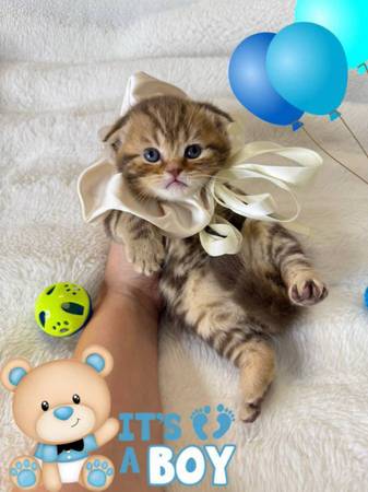 Scottish Fold kittens available (Brooklyn)63923588187522121