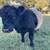 Belted Galloway Bull 2 thumbnail