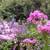 Free phlox, raspberries (red/black), mint, hosta, perennials 2 thumbnail