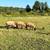 Sheep For Sale 2 thumbnail