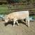 Charolais Yearling Bull 1 thumbnail