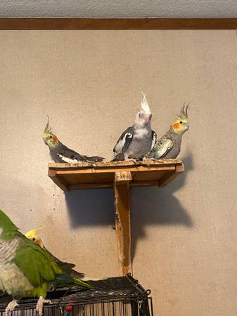Rehoming Birds (Wetumpka)63481446965761123