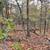 Scenic Lot with Power Access for Only $143 Down – Izard County, AR 4 thumbnail