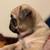 pug puppy 6 thumbnail