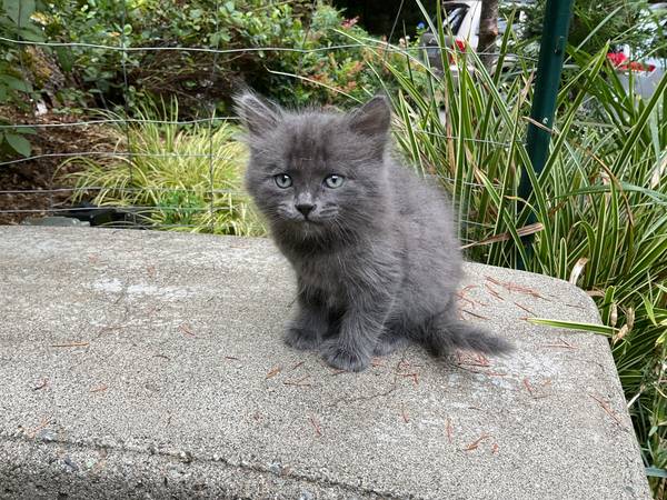 Kittens ready for a loving home (Bothell)63697527154049122