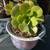 Succulents 5 thumbnail