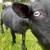 Nigerian Dwarf 4 thumbnail