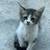 2 Kittens 6 thumbnail