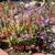 * blue chalk stick * curio repens senecio * ice plants *& more plants* 3 thumbnail